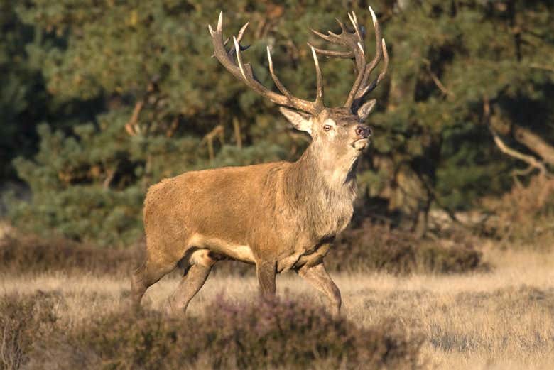 Ciervo en el Parque De Hoge Veluwe