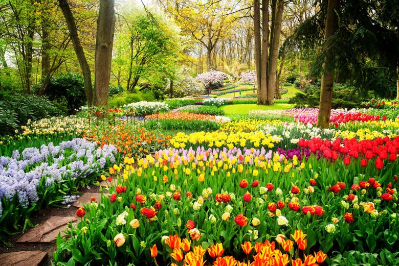 Keukenhof, el jardín de tulipanes más famoso de Países Bajos