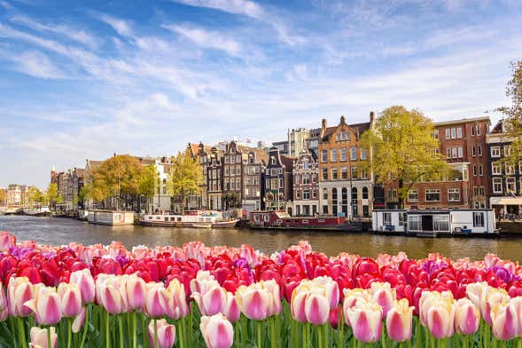¿Escala en Ámsterdam? Tour privado desde el aeropuerto